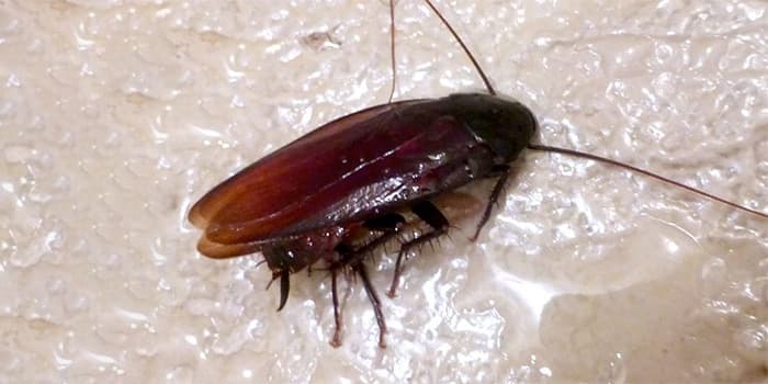 Insect & Pest Control